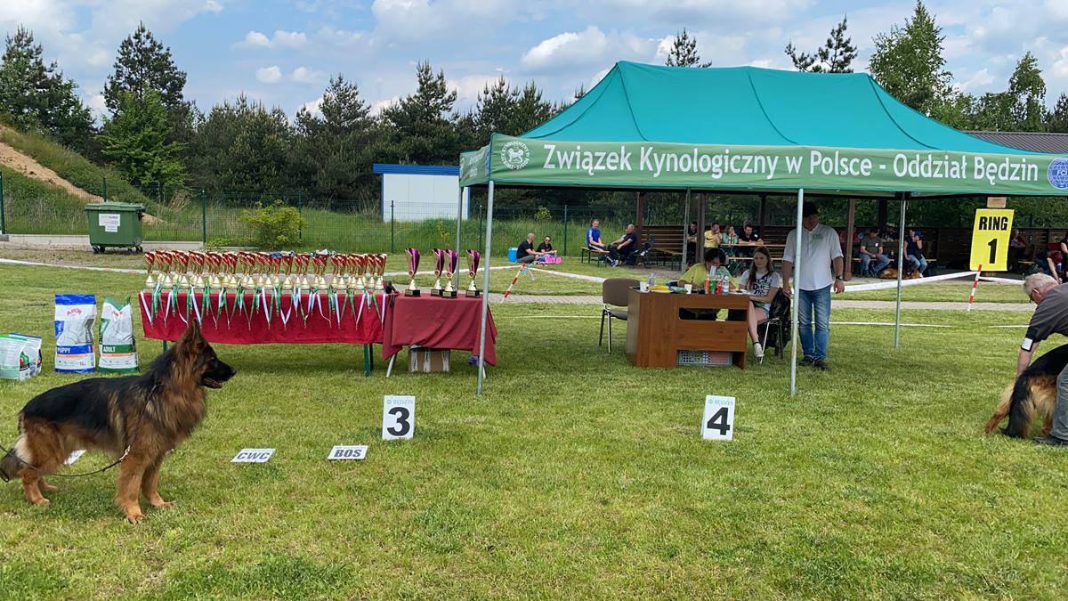 Krajowa Wystawa Owczarków Niemieckich w Gniazdowie