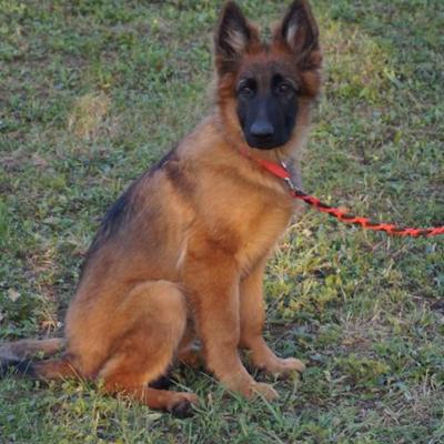 033 Boss Haker Galeria Szczeniaki Z Hodowli Boss Haker 7 20171028 1642870113