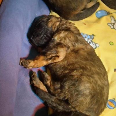 003 Boss Haker Miot A Carmel I Rambo Szczeniaki Miot A Mamy Ju 10dni 2 20221205 1989424216