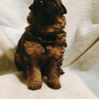 013 Boss Haker Miot A Carmel I Rambo Szczeniaki Miot A Mamy Ju 24 Dni 1 20221217 1979732079