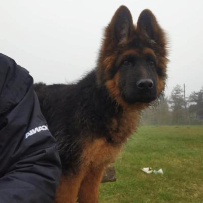 062 Boss Haker Miot A Carmel I Rambo Szczeniaki W Nowych Rodzinach 3 20230430 1659360576