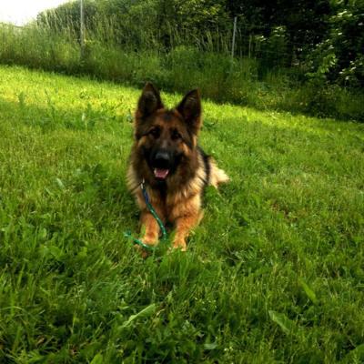 009 Boss Haker Hossa Hossa Boss Hakerpl 11 20170404 1502227412