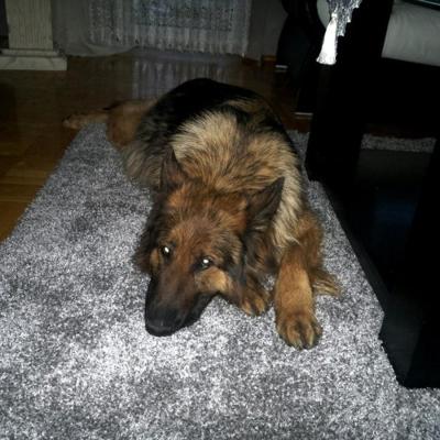 011 Boss Haker Hossa Hossa Boss Hakerpl 9 20170404 1599603565