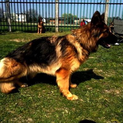 013 Boss Haker Hossa Hossa Boss Hakerpl 7 20170404 1900766582