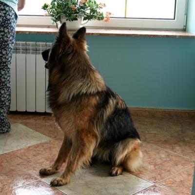 018 Boss Haker Hossa Hossa Boss Hakerpl 2 20170404 1355985514