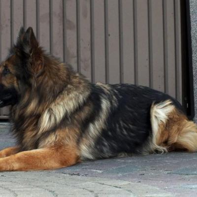 023 Boss Haker Hossa Hossa Z Hetmaskiej Sfory 1 20181128 1540698933