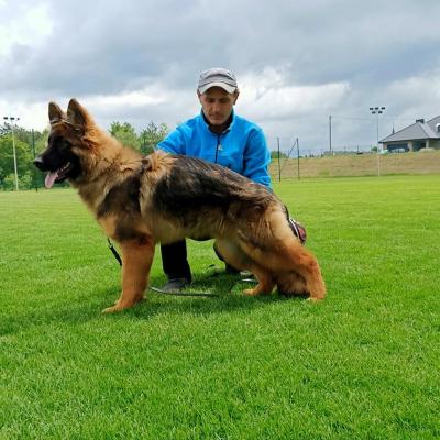 001 Boss Haker Carmel I Krajowa Wystawa Owczarkow Niemieckich Gniazdow 05 06 2021r 1 20210805 1793026908