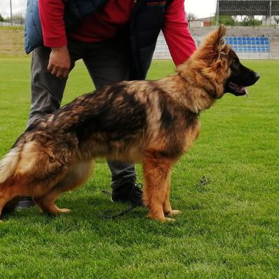 002 Boss Haker Carmel I Krajowa Wystawa Owczarkow Niemieckich Gniazdow 05 06 2021r 2 20210805 2014174795