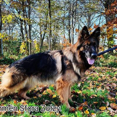 019 Boss Haker Carmel Carmel Ruda 1 20221028 1868435379