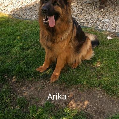 006 Boss Haker Arrika Ravers Poland Fci Arrika 1 20200604 1894406909