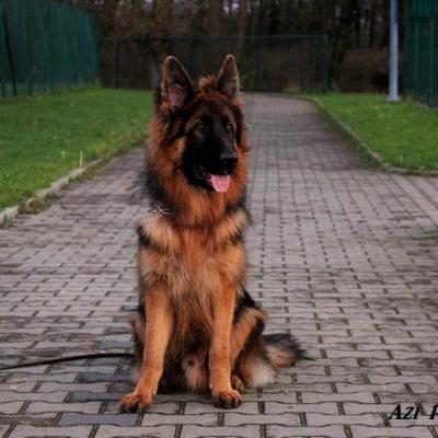 001 Boss Haker Odemon Odemon Azi Poland 1 20180222 1711635295