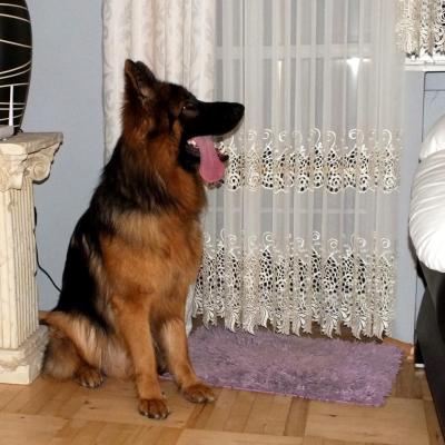 004 Boss Haker Odemon Odemon Azi Poland 4 20180222 1141324447
