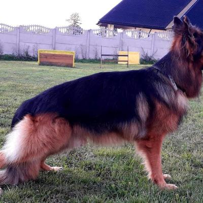 031 Boss Haker Odemon Odemon W Stoj 1 20200205 1349425391