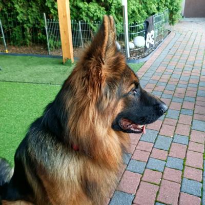 002 Boss Haker Ron William Von Der Zenteiche Ron 2 20200301 1833057373