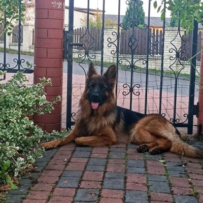007 Boss Haker Ron William Von Der Zenteiche Ron 7 20200301 1636723653