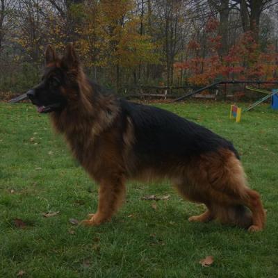 010 Boss Haker Ron William Von Der Zenteiche Ron Reproduktor 1 20201108 2077612818