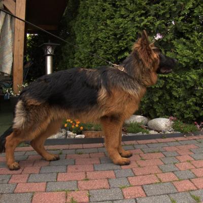 012 Boss Haker Ron William Von Der Zenteiche Syn Rona 6miesicy 1 20210628 1021588557