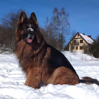 015 Boss Haker Ron William Von Der Zenteiche Moj Ron 1 20230209 1793022645