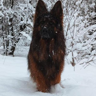 016 Boss Haker Ron William Von Der Zenteiche Moj Ron 2 20230209 1595622900